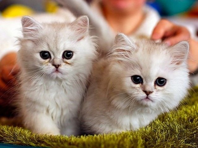 Породы кошек в Славянске-на-Кубани | ЗооТом портал о животных