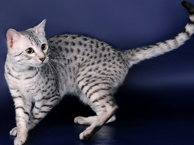 Породы кошек в Славянске-на-Кубани | ЗооТом портал о животных