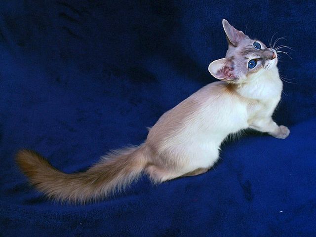 Выведенные породы кошек в Славянске-на-Кубани | ЗооТом портал о животных