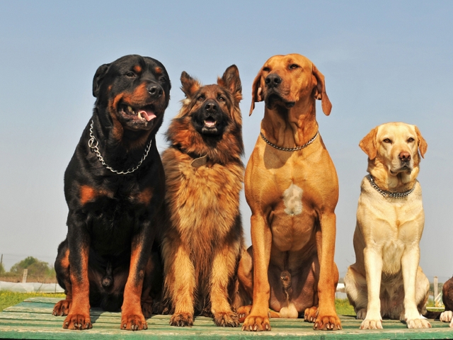Крупные породы собак в Славянске-на-Кубани | ЗооТом портал о животных